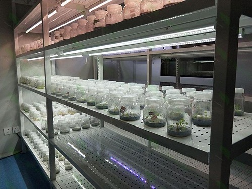 丁青植物组织培养实验室设计建设方案